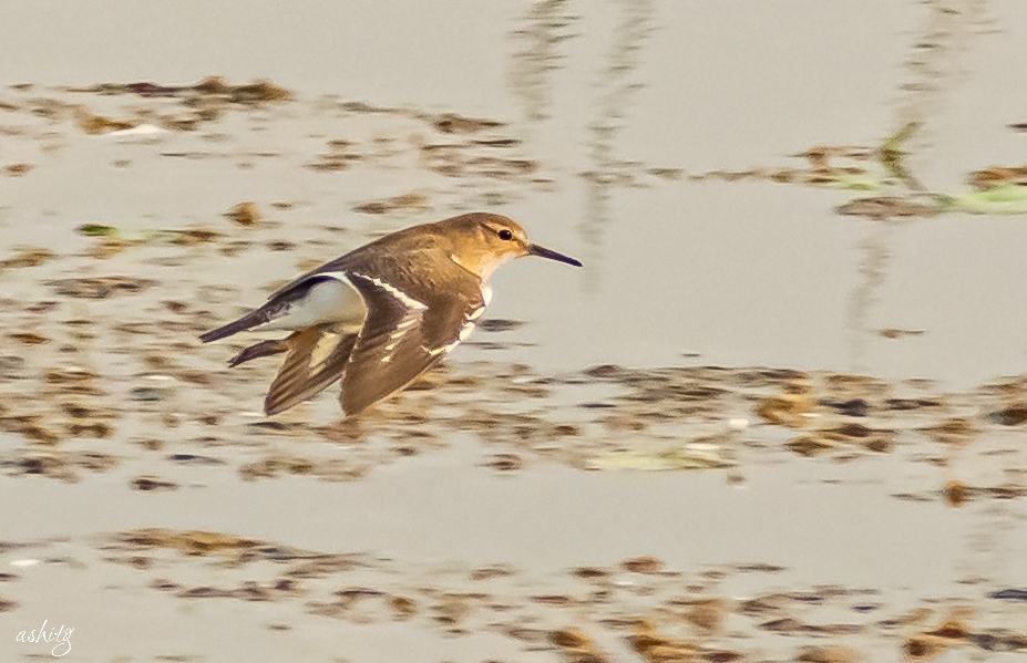 Common Sandpiper